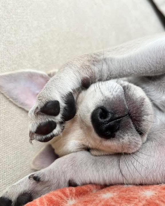 Rescue puppy sleeping