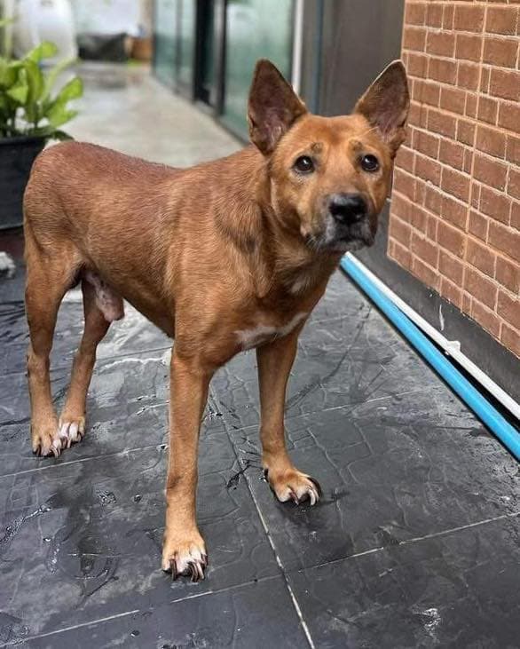 Rooster - Thumbnail 2