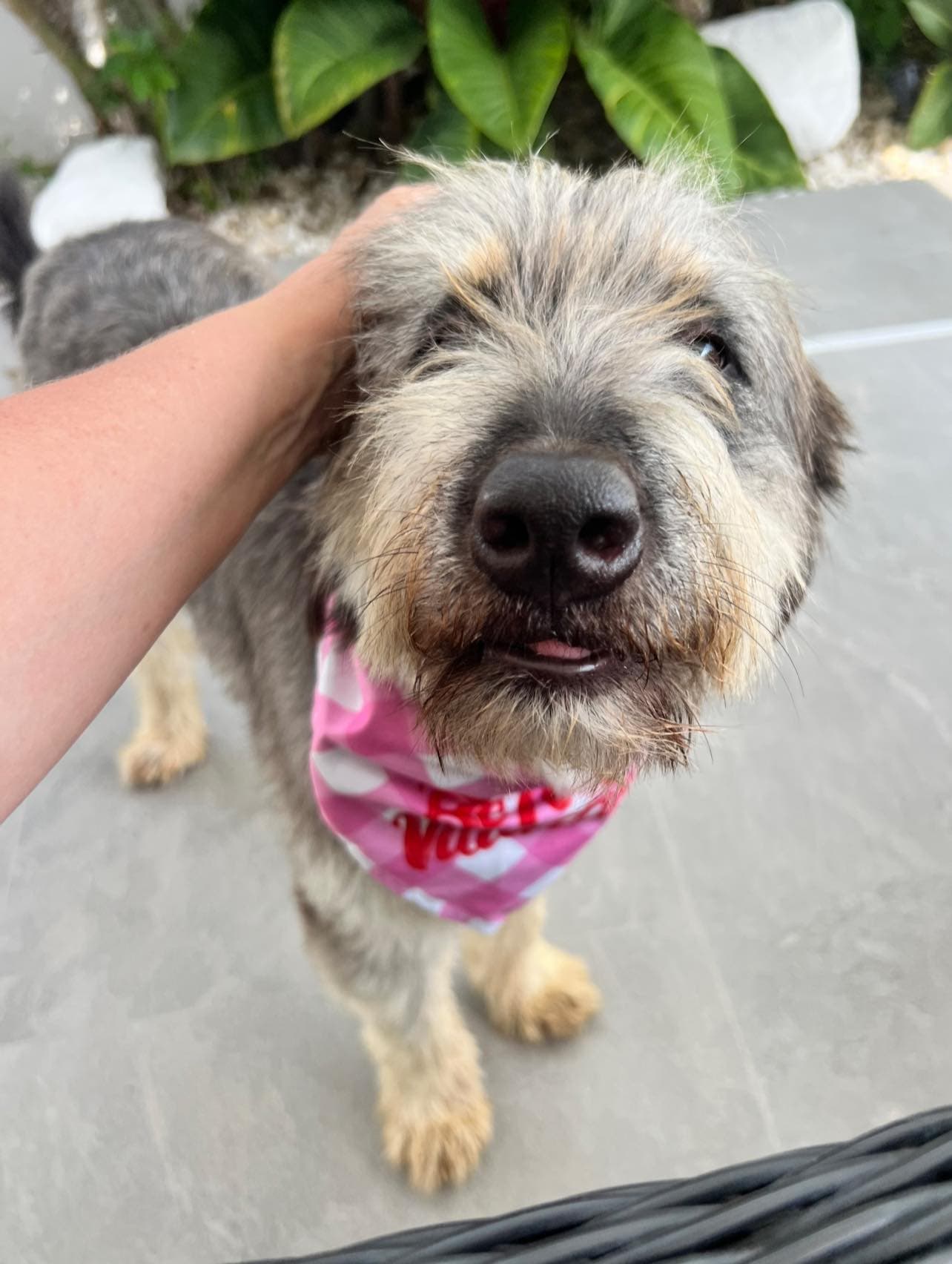 Scruffy - Thumbnail 2