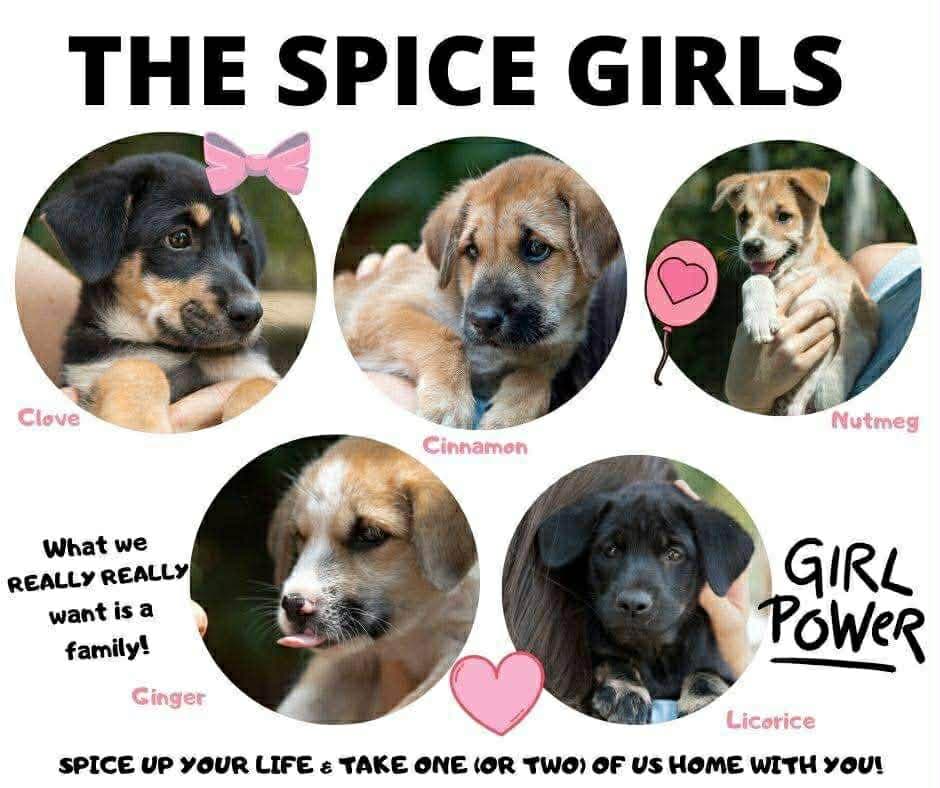 The Spice Girls litter — Clove, Cinnamon, Nutmeg, Ginger, and Licorice