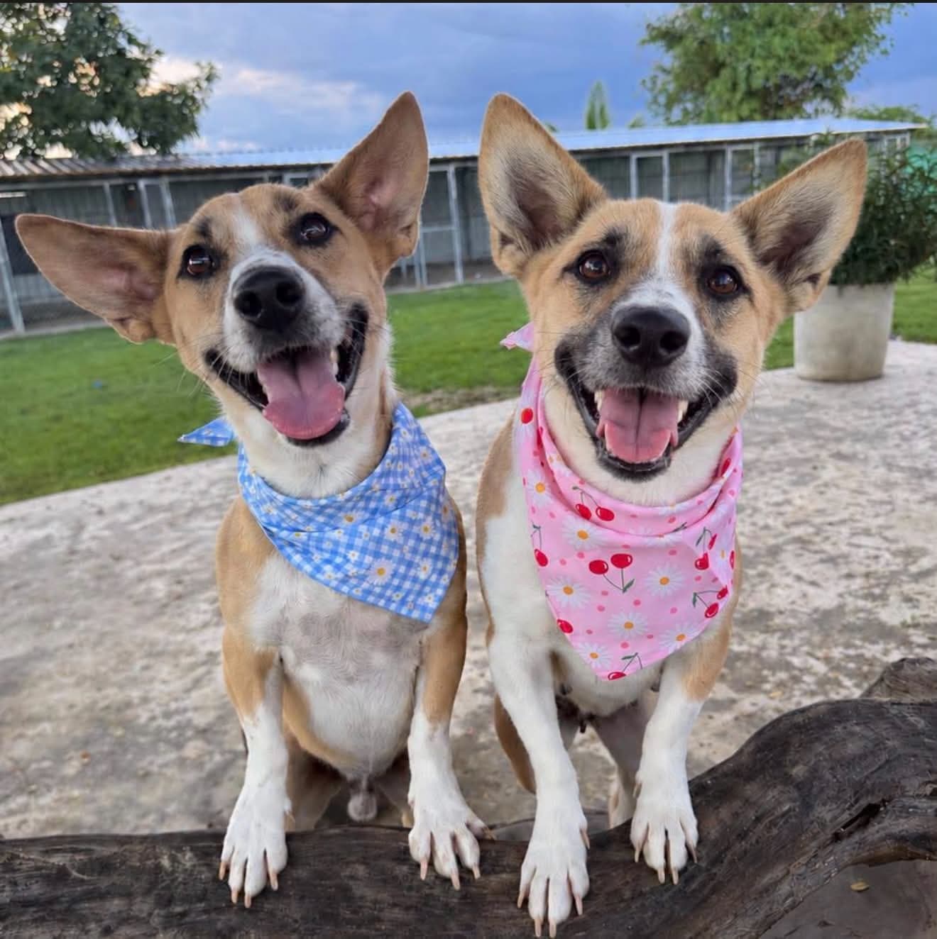 Photo of Archie & Vera