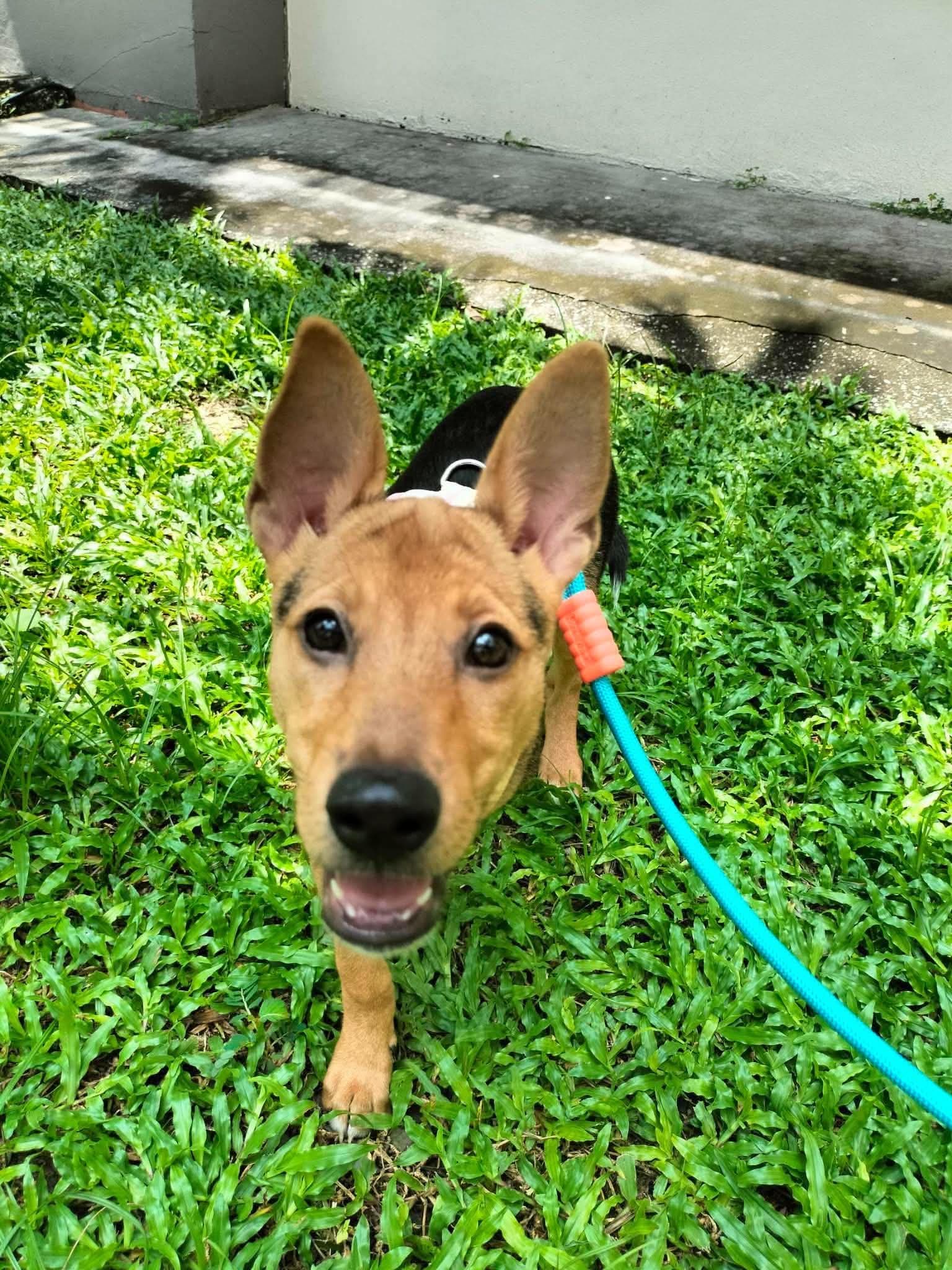 Photo of CocoPop